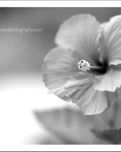 DSC_0704-900